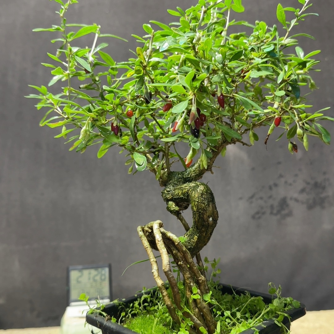 直播间一物一拍枸杞盆景 盆栽 老桩 怪桩观花观果植物