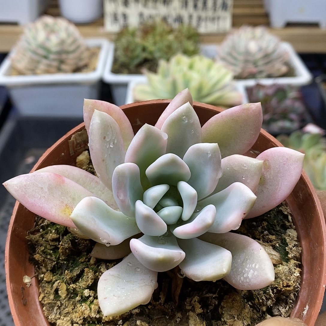 01218 奥普覆轮锦