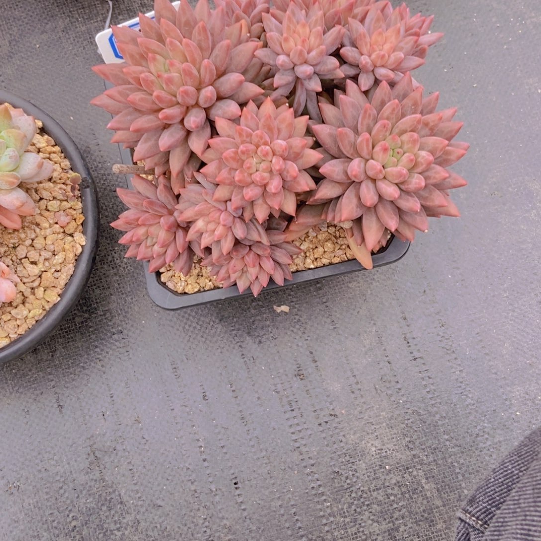 皎***皎2231红蜻蜓群一颗