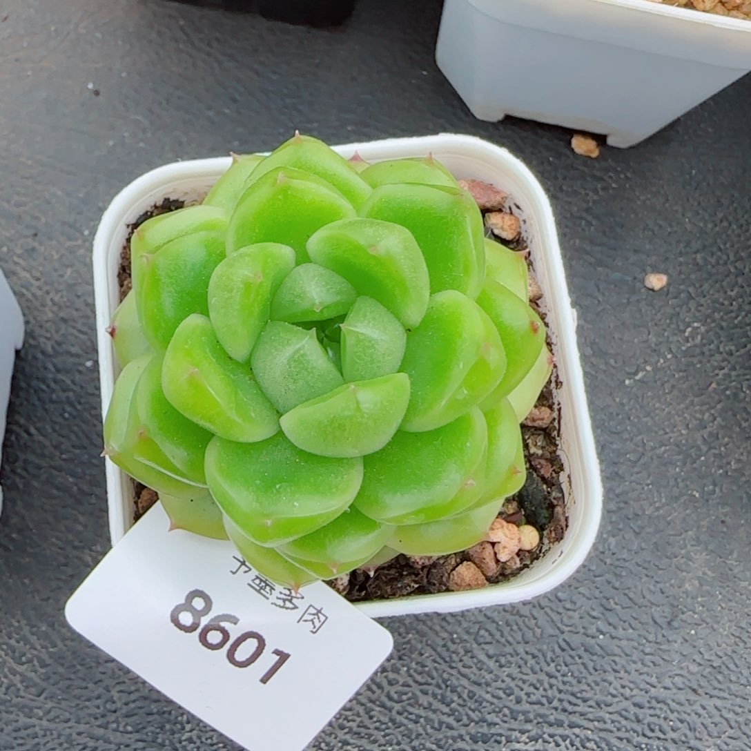 空灵珍妮，8601多肉植物