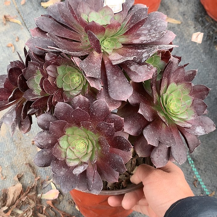 130赤焰莲多肉植物