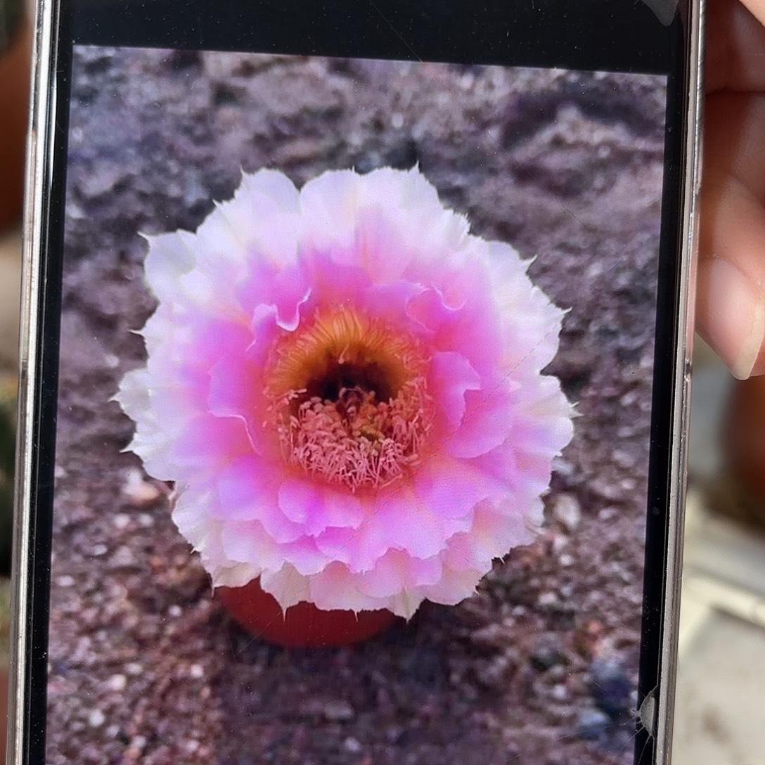 彩草青青200号8-7公分有干皮