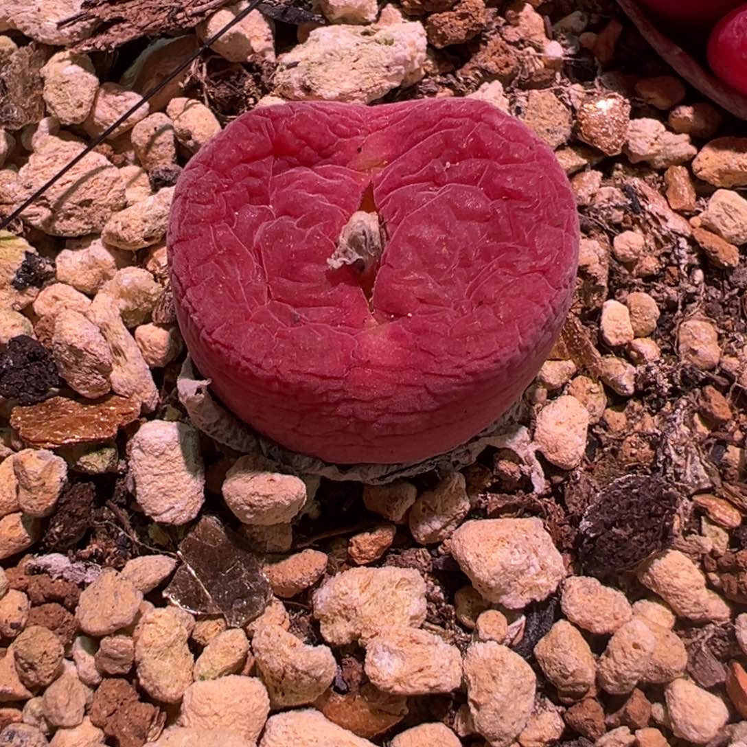 火大种源，翠光玉