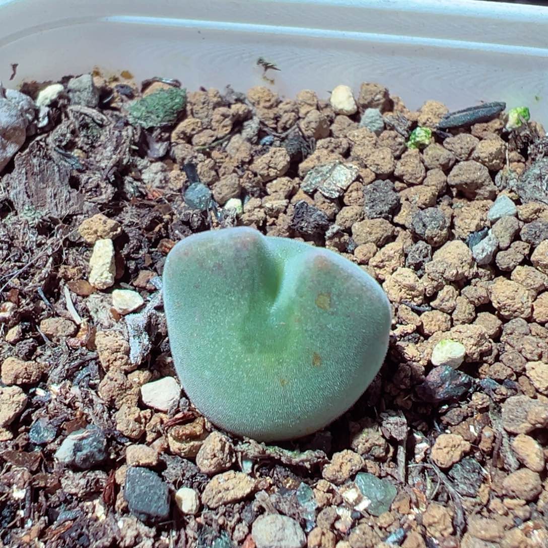1127-705多肉多肉空蝉大眼1.4cm