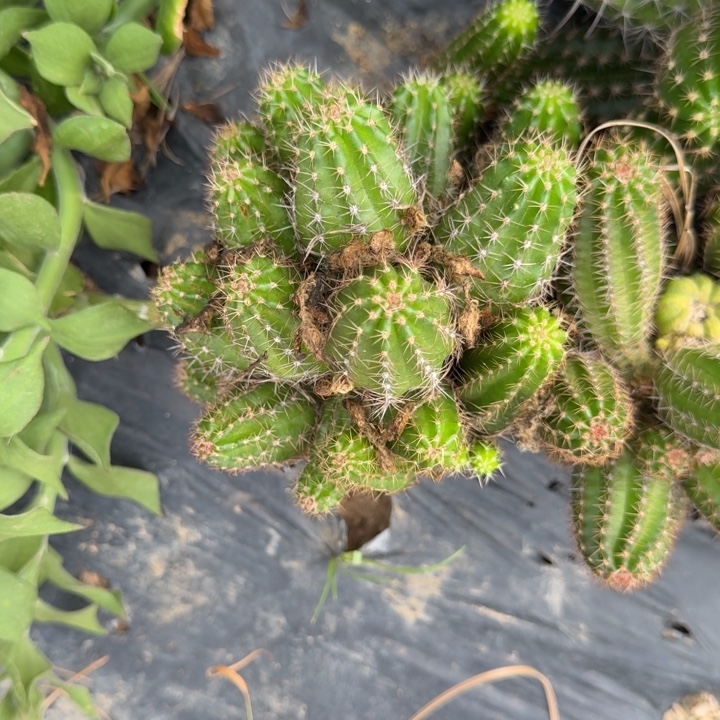 邱****矮胖白檀482群生800