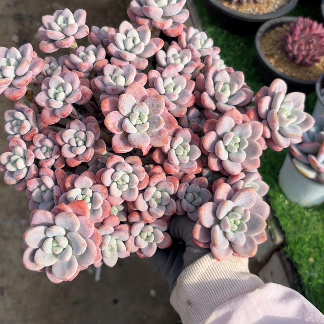 红洛神88888888888