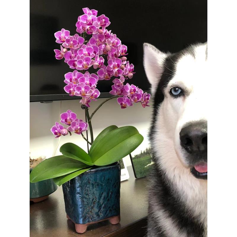 带花剑 能开100多个花苞【小飞象】爆花蝴蝶兰 叶片瑕疵