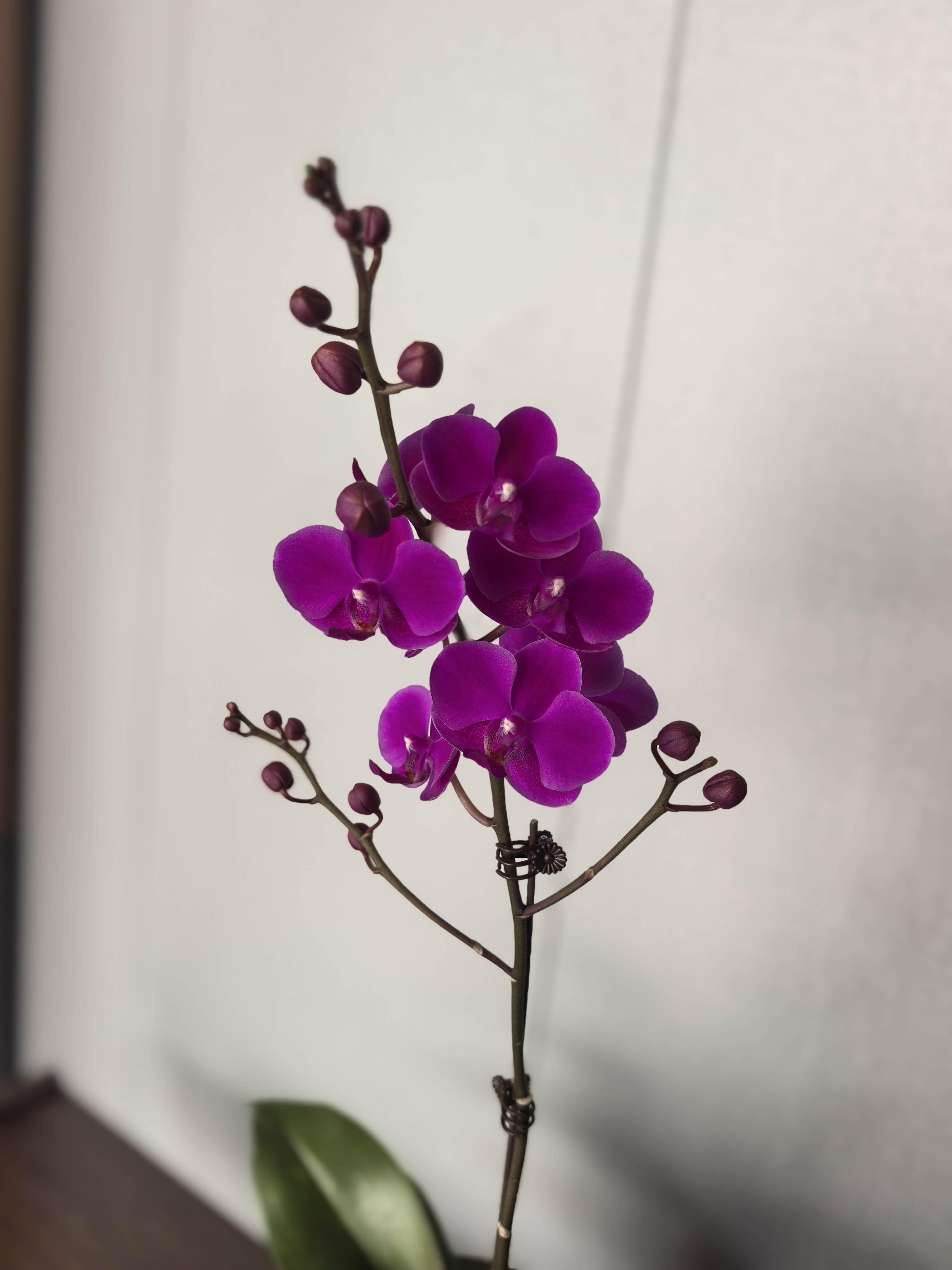 [满天红]盆栽带花苞花苗室内花卉绿植四季好养活可观赏送礼