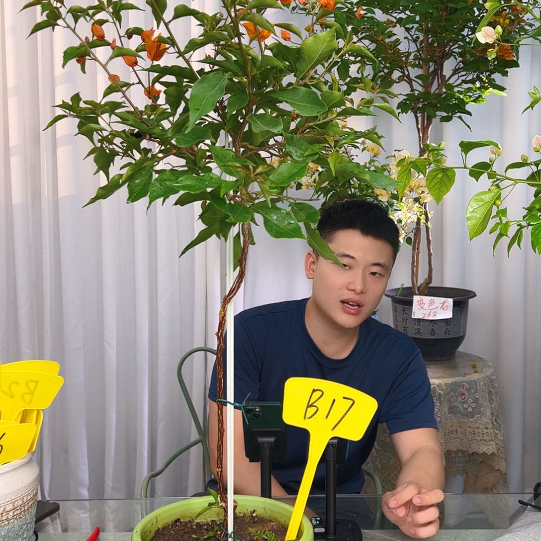 当前无花栽培后可以开花小**.橙桑巴b17
