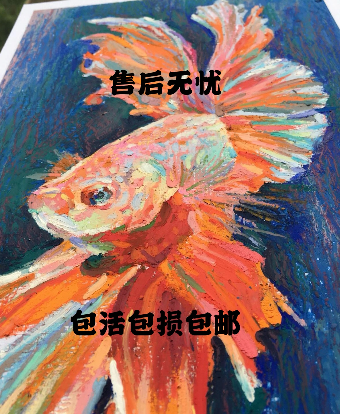 高配蓝白绣球 孔雀鱼热带鱼 只补钱不补发入缸不包损