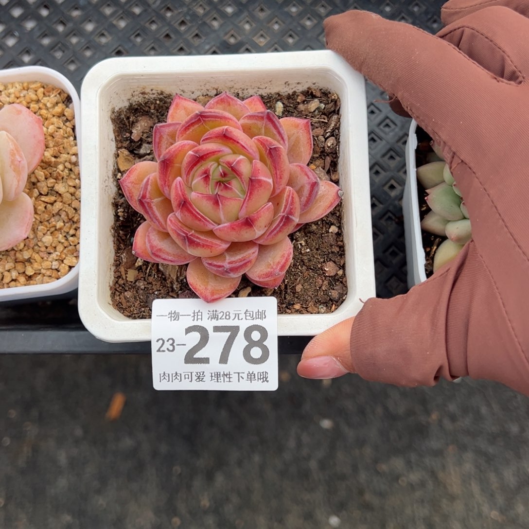 黑武士多肉多肉多肉多肉