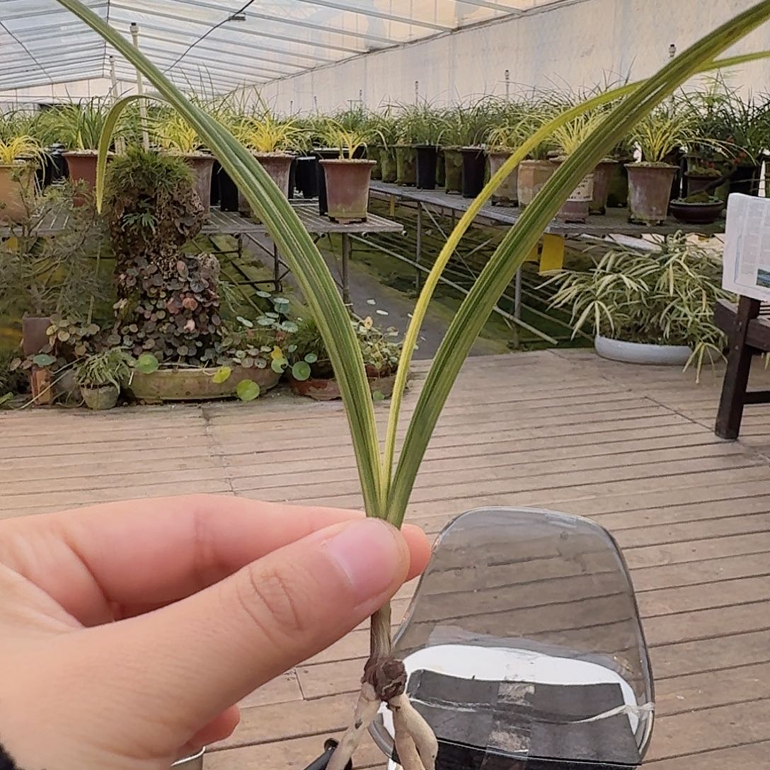 流***食完全开放123558800998