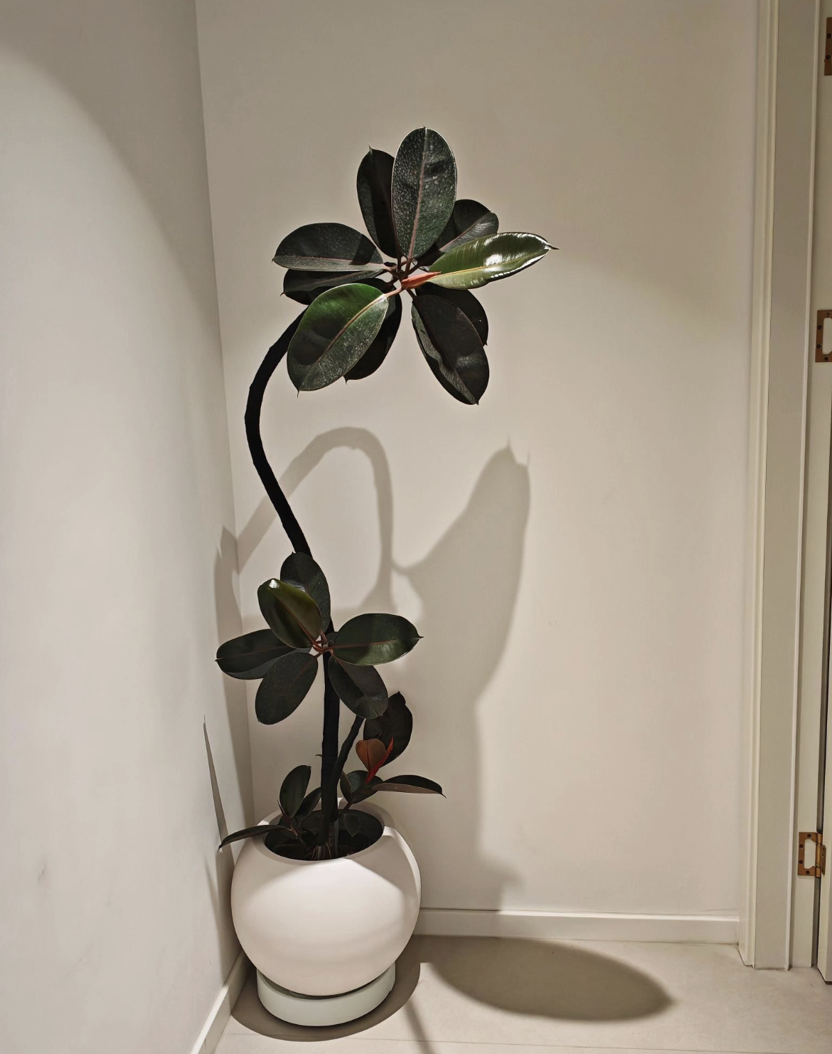 【一物一拍】橡皮树黑金刚可水培土培室内绿植四季阳台室内好看植物