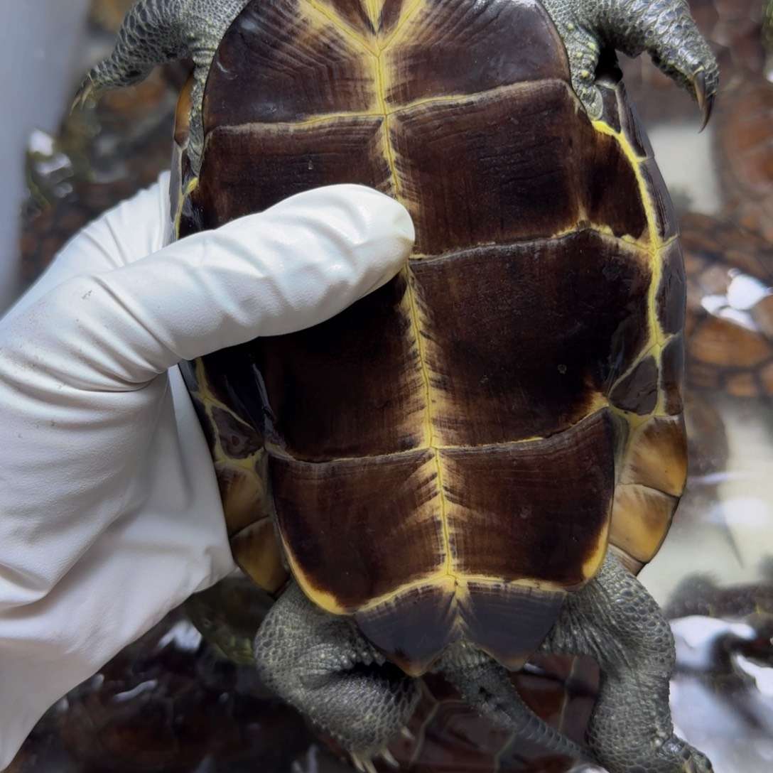 重***制母绿毛龟999999999999