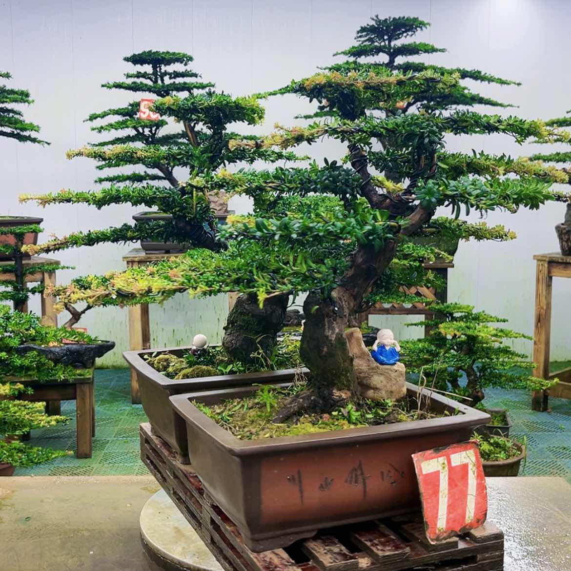 【闪购商品】无花朵