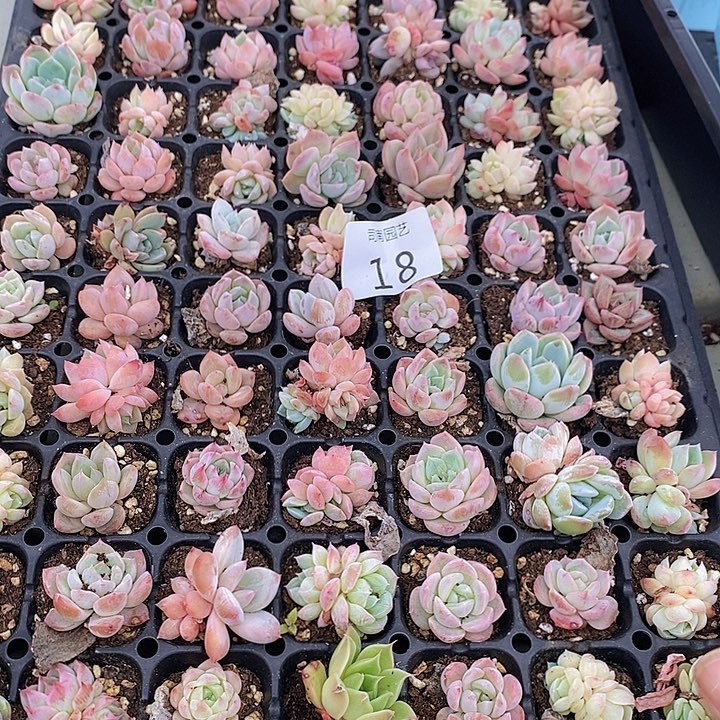 18 多肉植物盆栽花卉植物