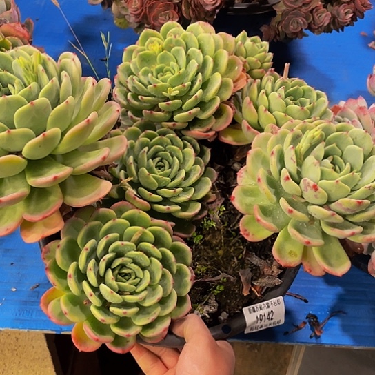 用****4十里桃花19142多肉