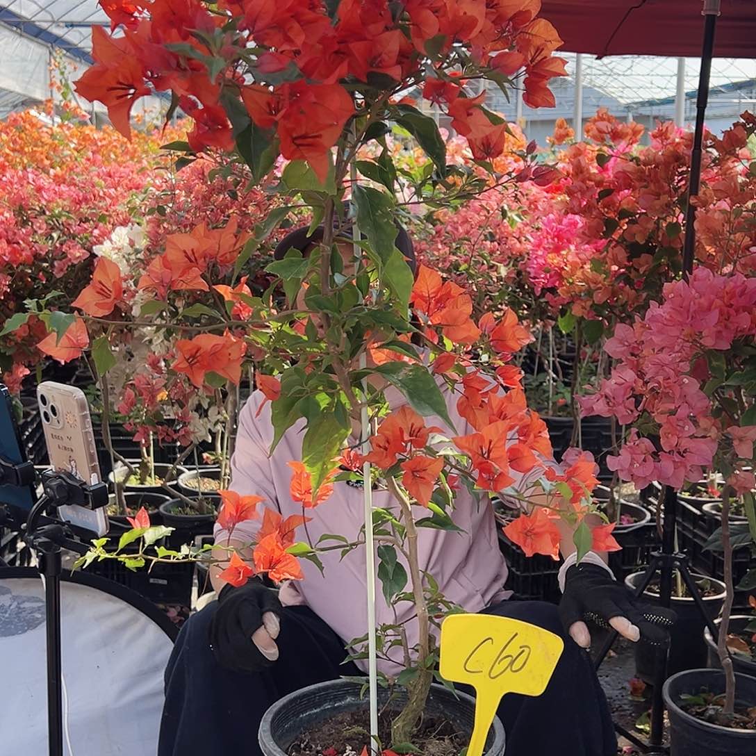 龙***舞大部分花苞少量开放C60红桑巴