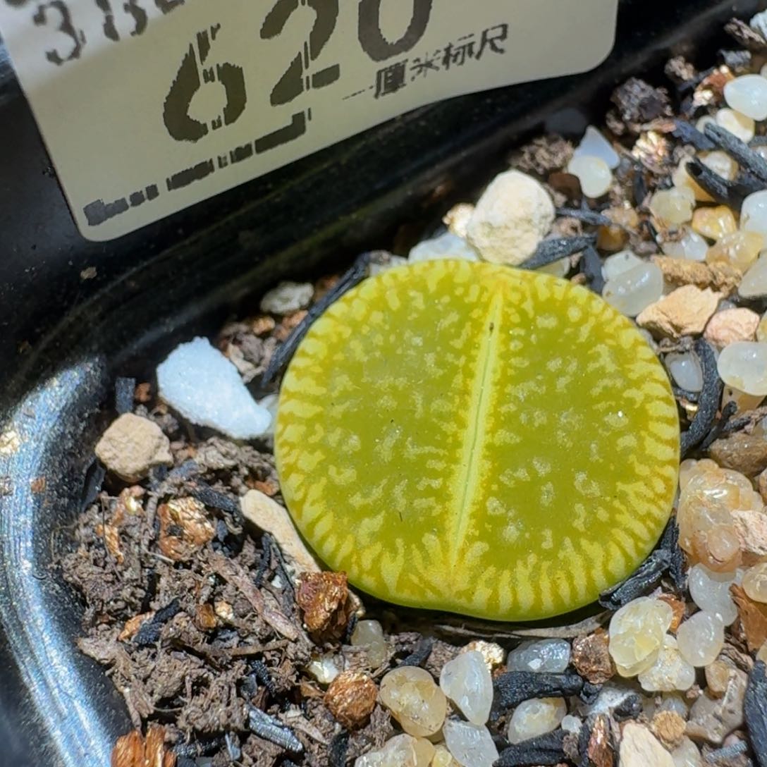 zzzz生石花肉锥 620