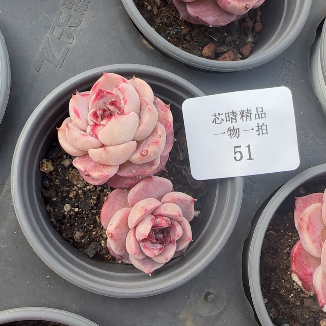 闪购精品多肉51号