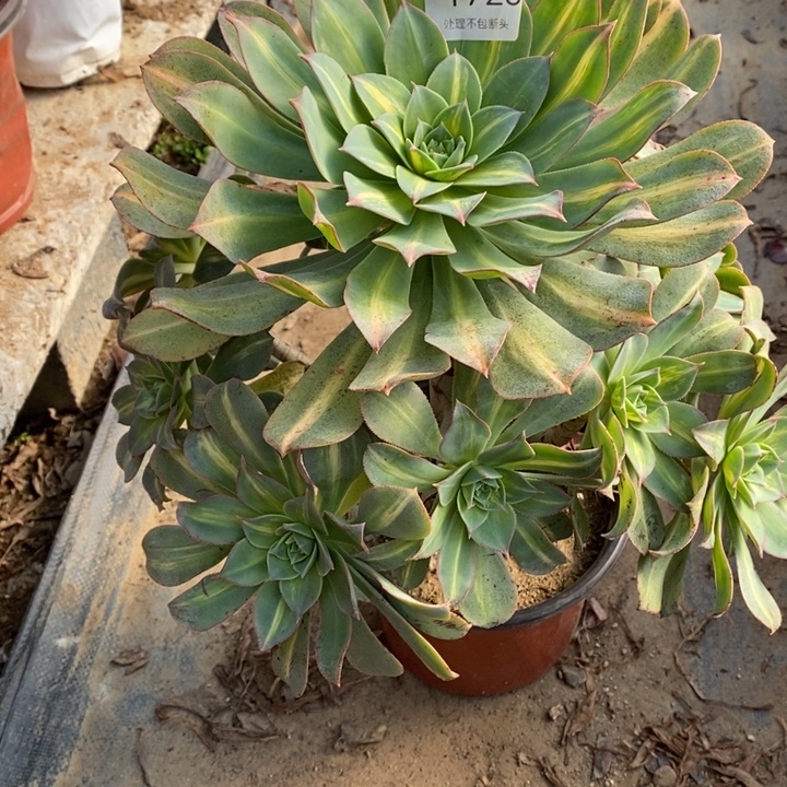 黄中班多肉断头不包1723