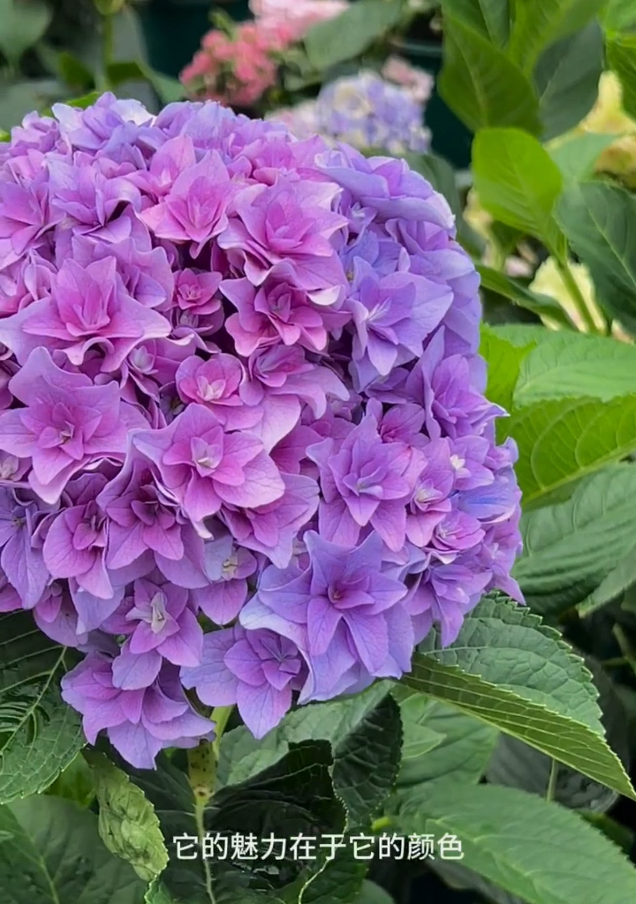 婷宝花园店-贵州露天绣球 【莎伦列车】5加仑带花苞发货