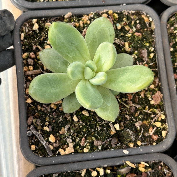 朵唯其单头随机发