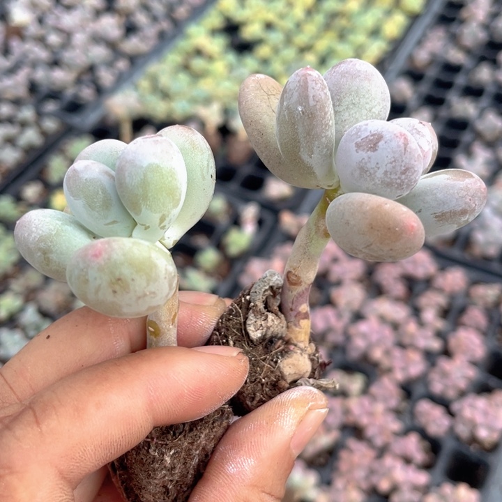 屁桃奶发2颗随机发满18包邮