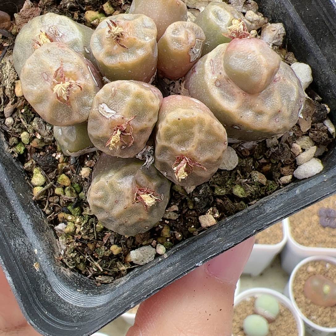 【闪购商品】47 双12限量福利