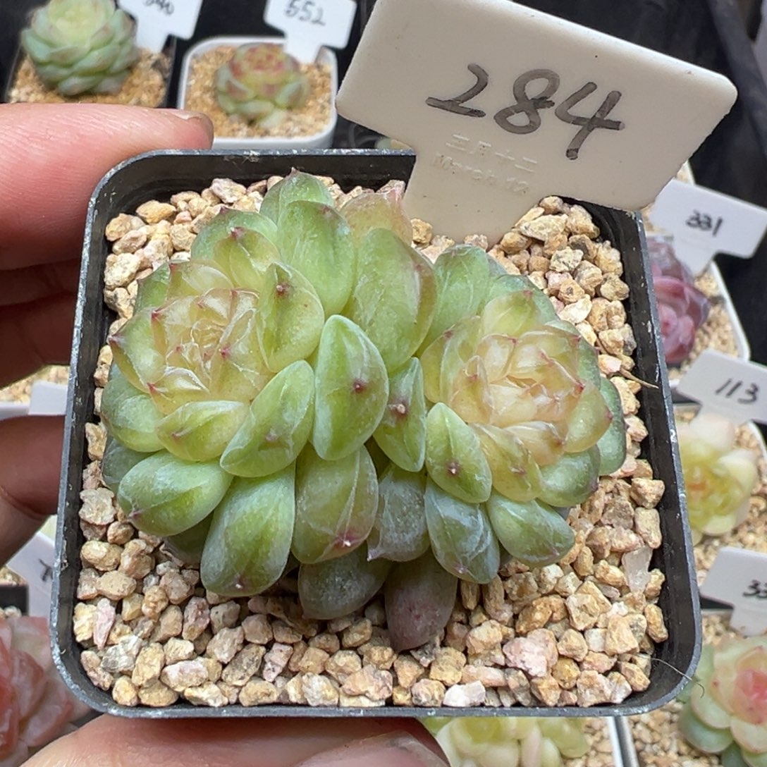 284号风花雪月系列流萤