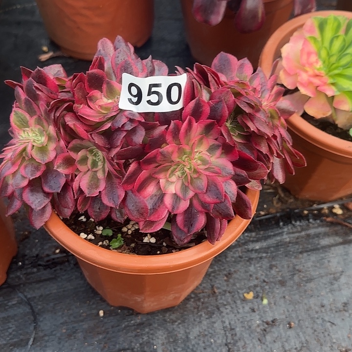 精品多肉植物0950