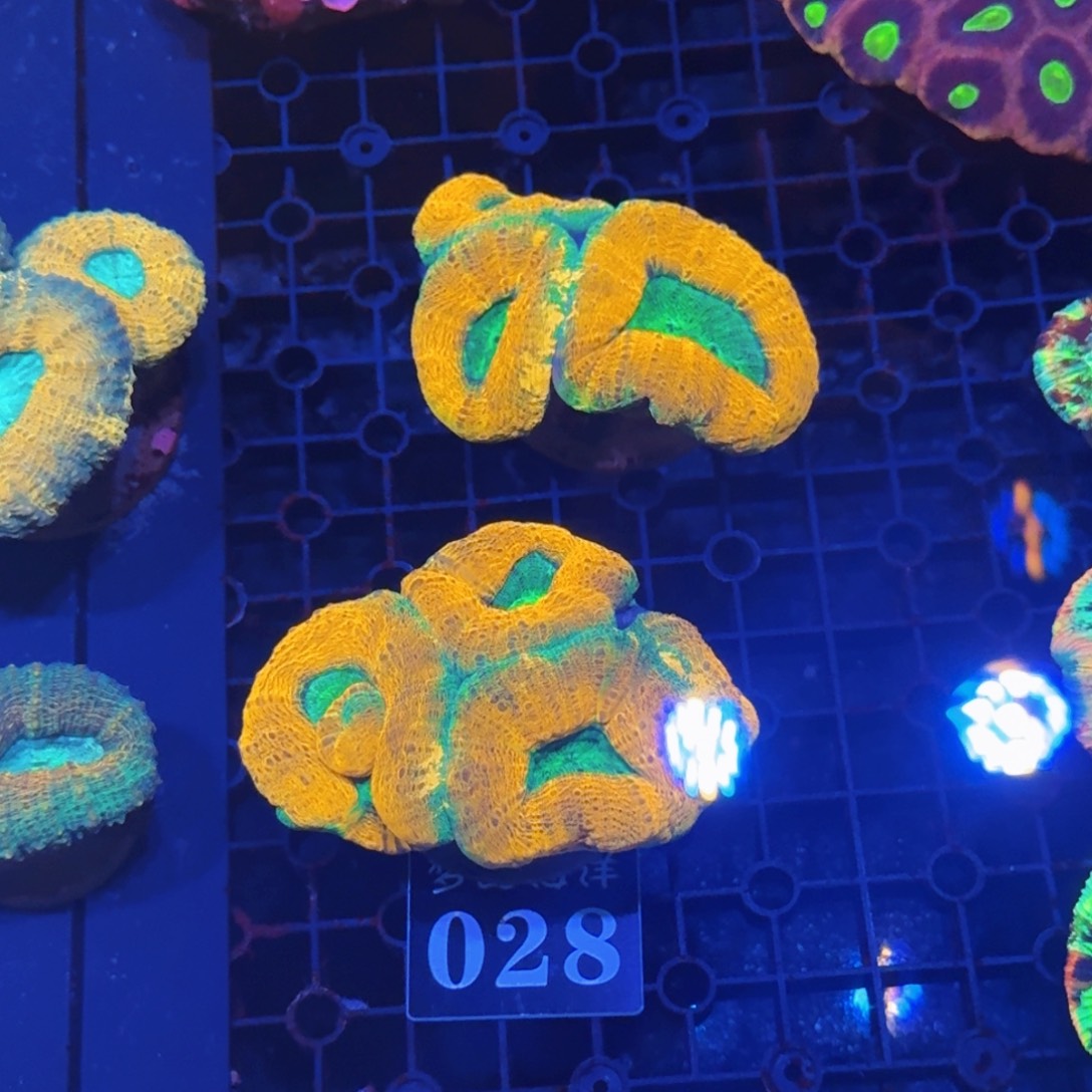 甜筒脑一盘28号111