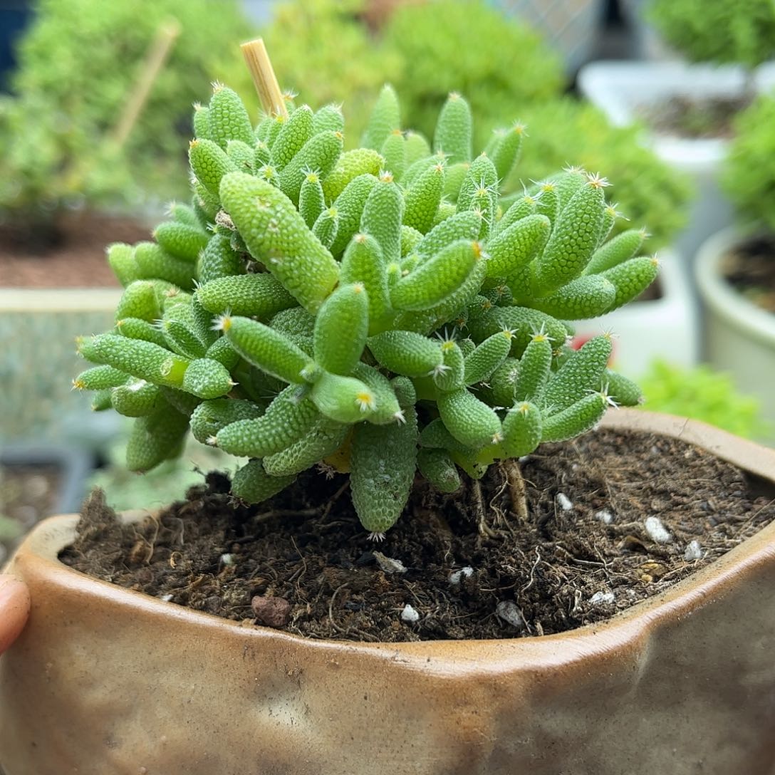 25实生玉米带盆优选之后