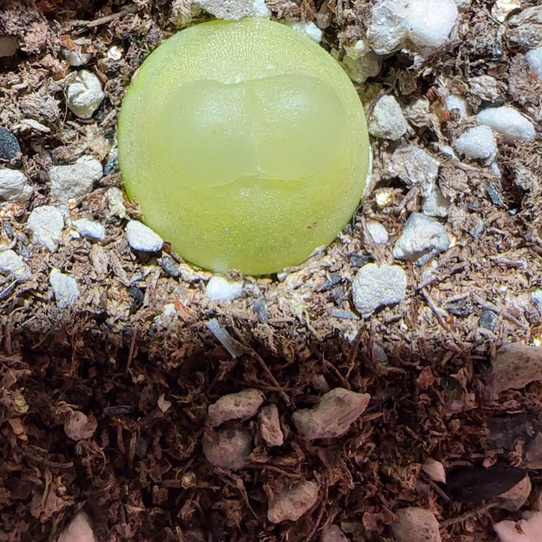 肉锥多肉植物百科-sh1200拉登1414