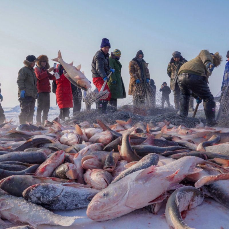 东北冷水各种鱼（改价链接）