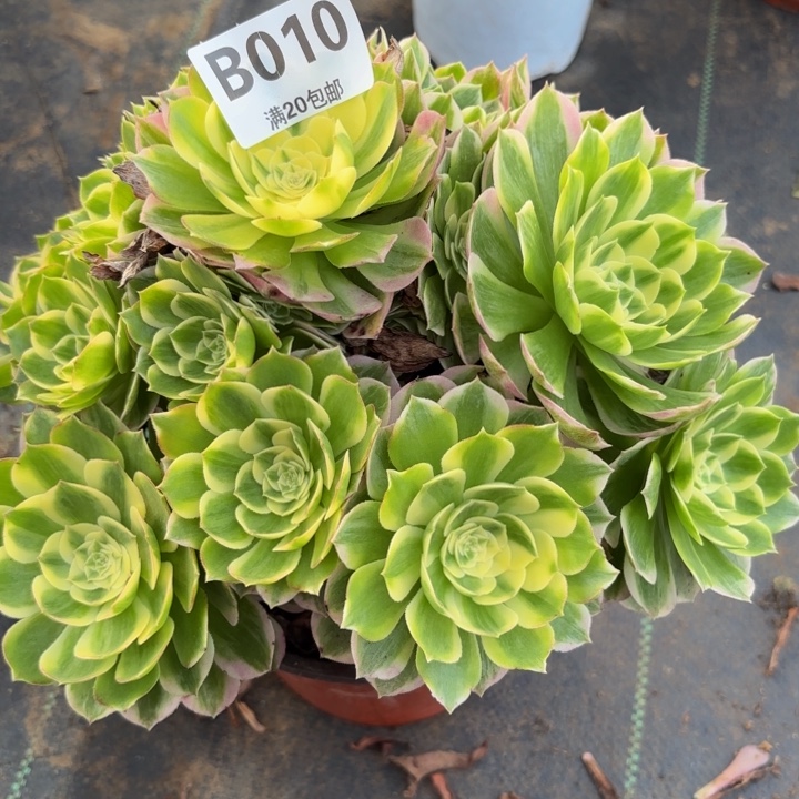 瑞妈多肉园艺，010海鲜