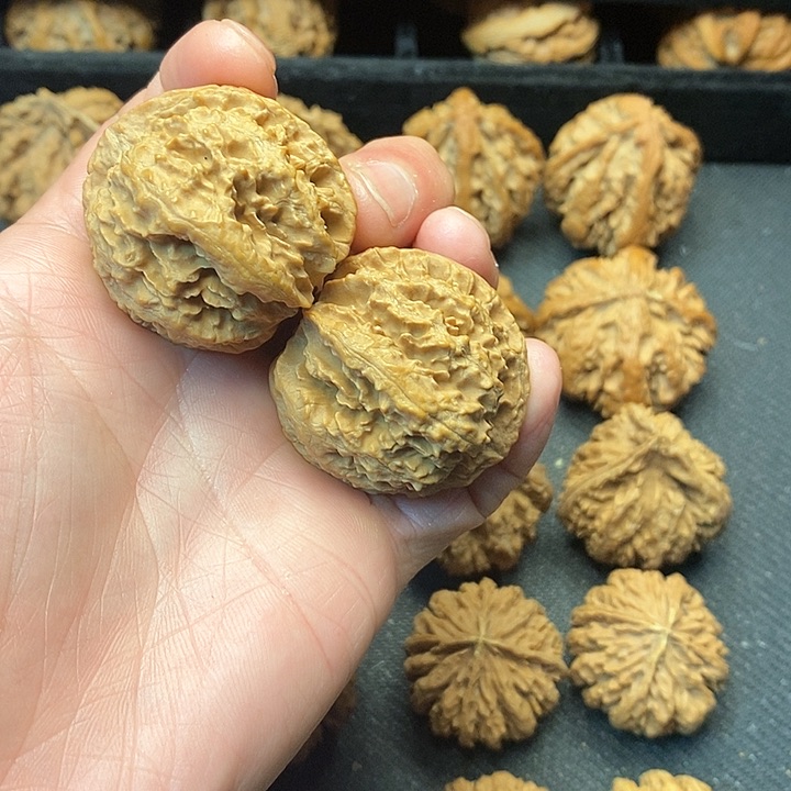 我是一只小小鸟地域鬼