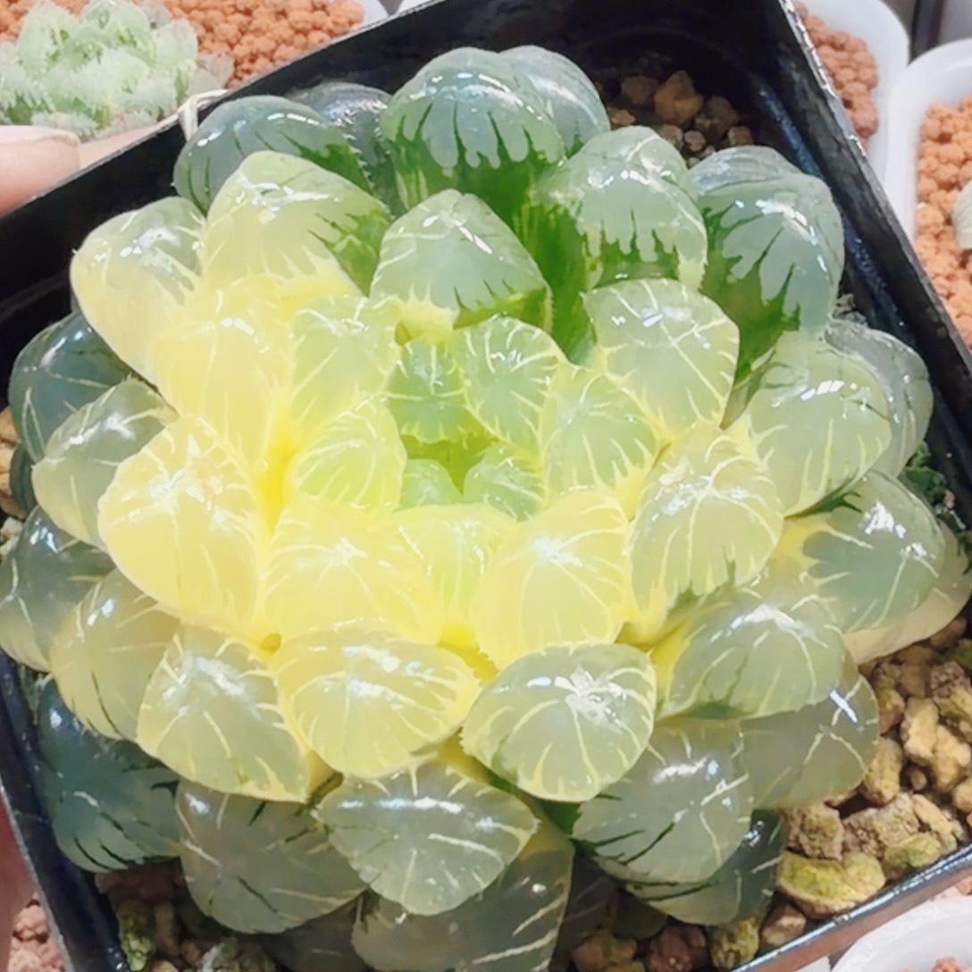 十二卷实生冰灯锦福利