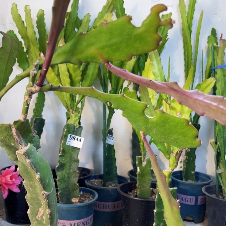 当前无花栽培后可以开花静**初845