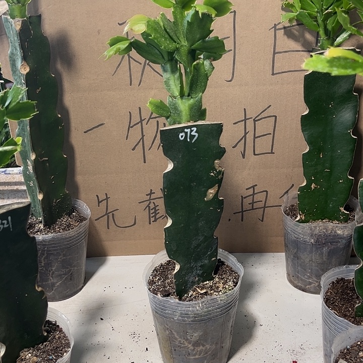 蟹***兰当前无花朵，栽培后可花朵073