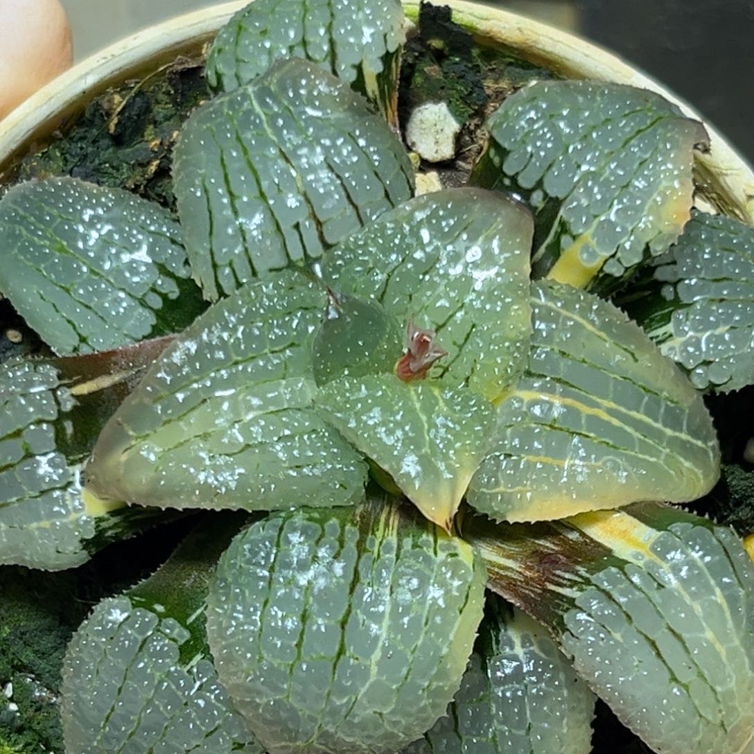 恭喜发财大吉大利563