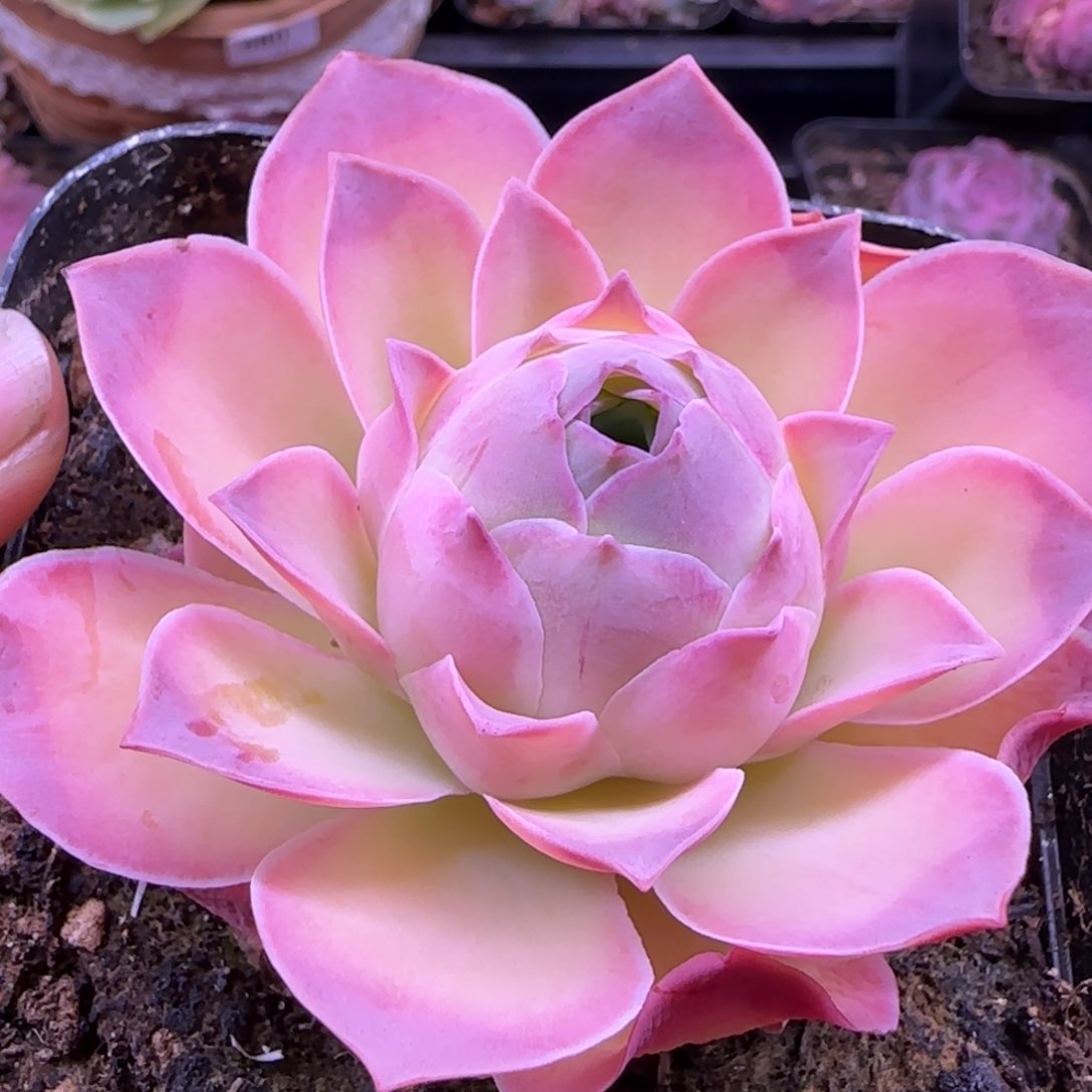 魅影玫瑰十方杯25