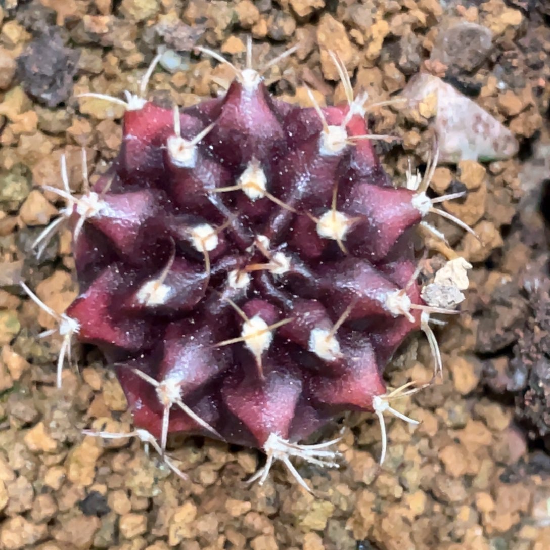 当前无花朵，栽培后可花朵波斯王子