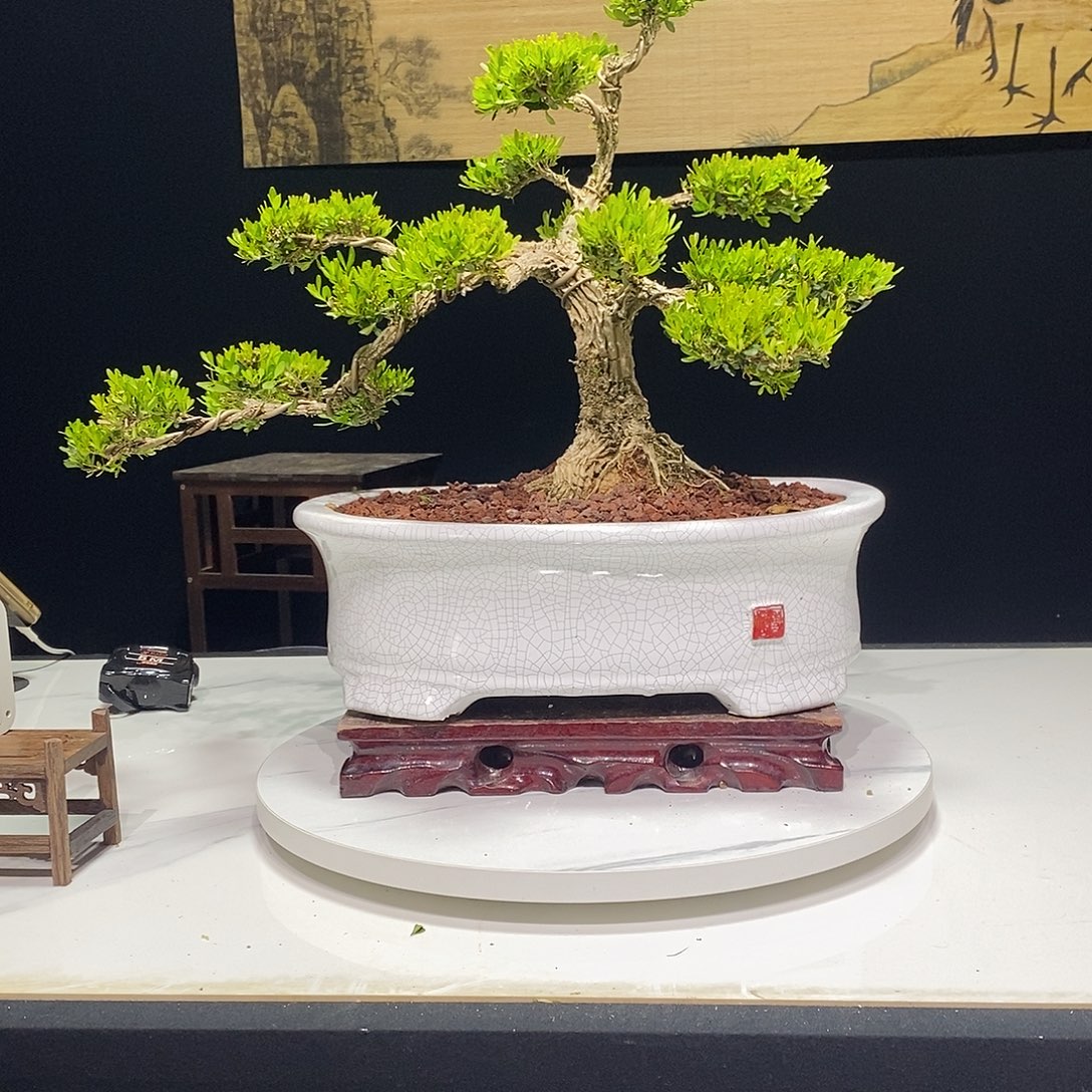 当前无花朵，栽培后可花朵