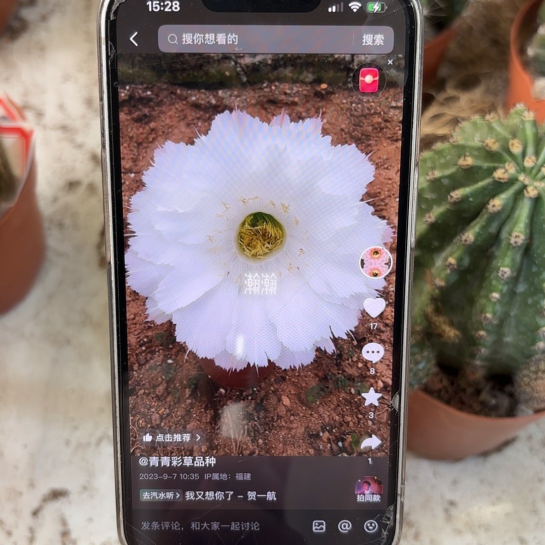 彩草青青白羽6-7公分微瑕