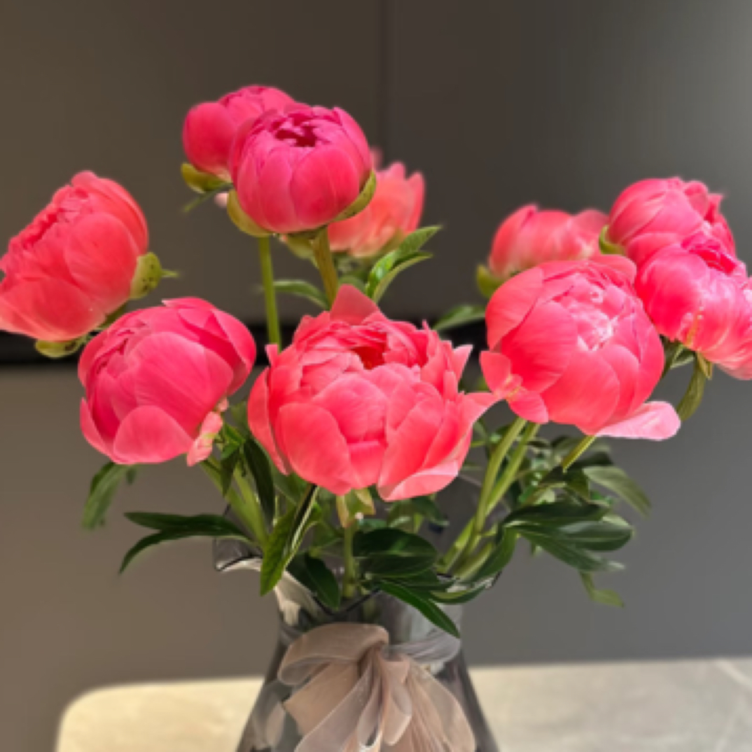 芍药鲜切花落日珊瑚，内蒙基地直发（现货供应）