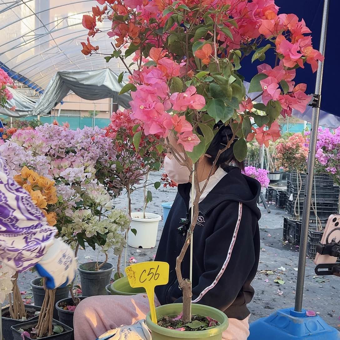 皇***制大部分花苞少量开放C56波妹