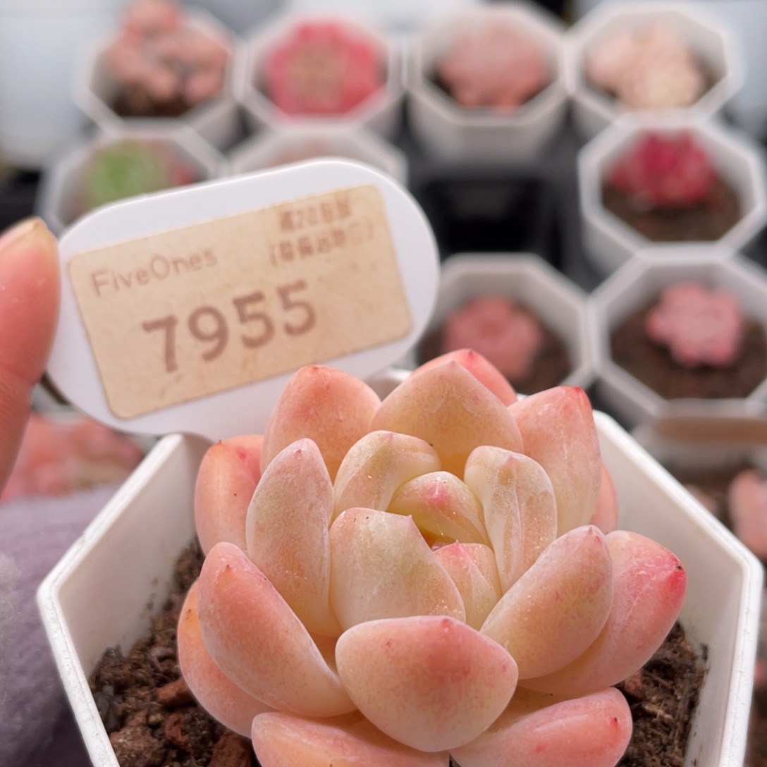 和田玉7955-5.0厘米