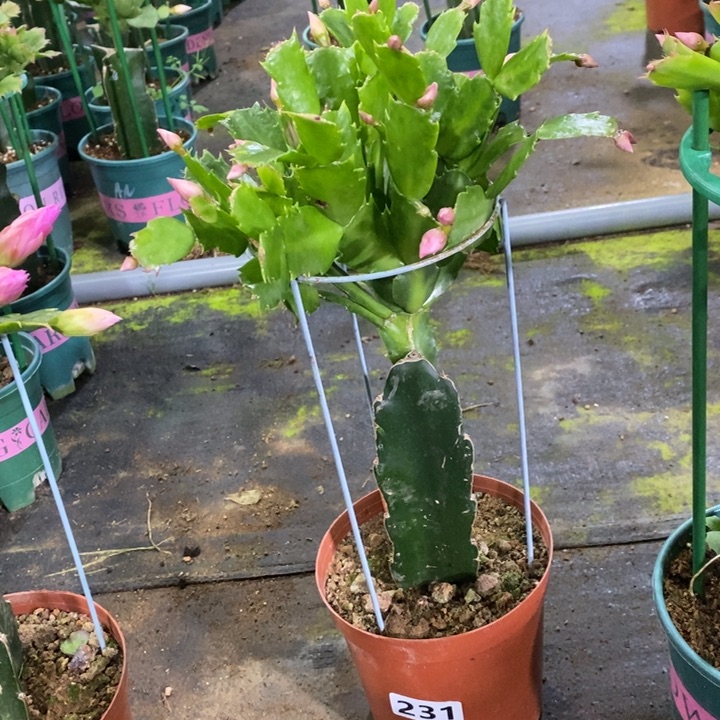 大部分花苞少量开放浆*哥231嫁接068