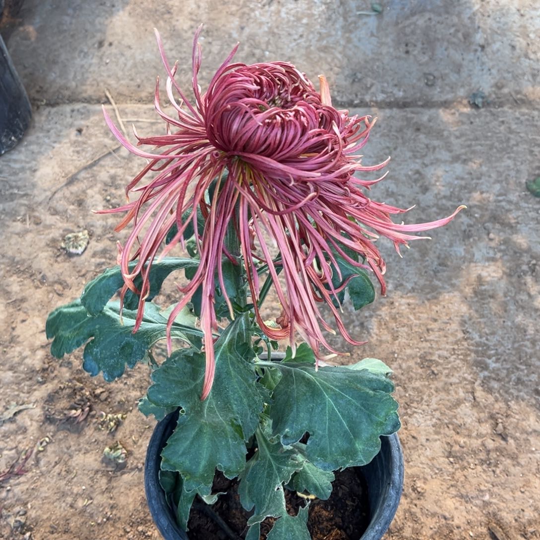 完全开放红色丝菊土球发